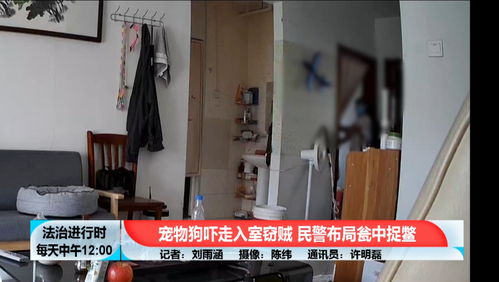 btv法治进行时的主页