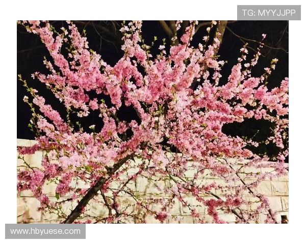 人生如寄，何不尽情绽放？